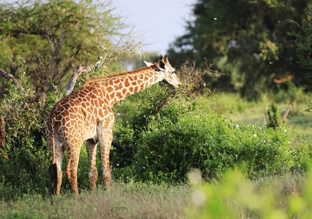 Mikumi National Park 2-Day Safari from Dar es Salaam
